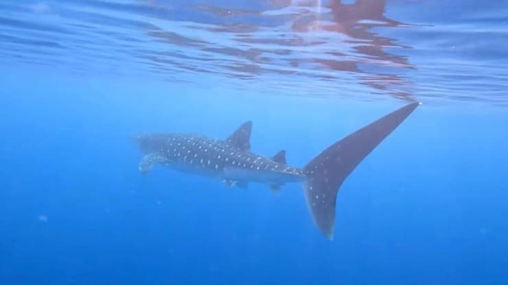 נמצא בסכנת הכחדה ולכן אסור לפגוע בו. הכריש הלווייתני (צילום: שגיא דוד כברה - Freedive Eilat) נמצא בסכנת הכחדה ולכן אסור לפגוע בו. הכריש הלווייתני