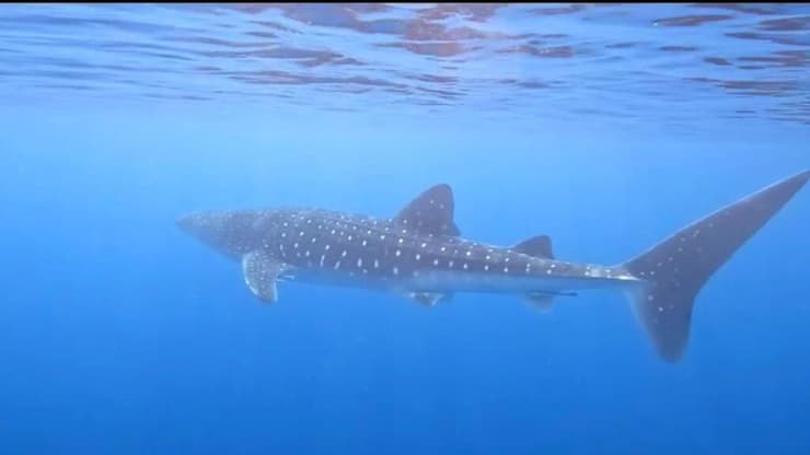 הכריש הלווייתני במפרץ אילת (צילום: שגיא דוד כברה - Freedive Eilat) הכריש הלווייתני במפרץ אילת