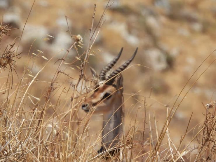 אחד הצבאים ששוחרר