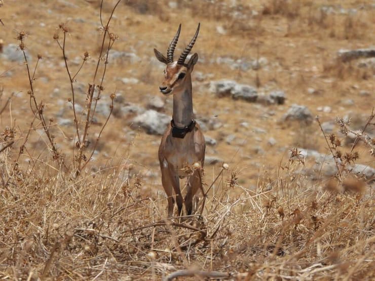 משדרים הושמו על צוואר הצבאים