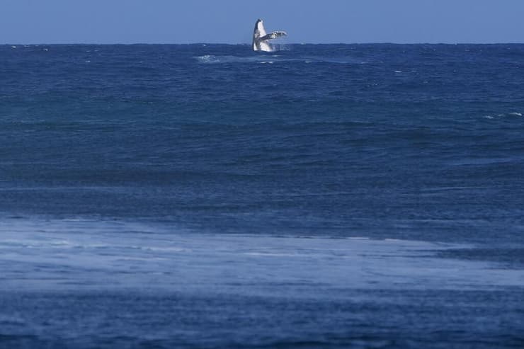 הלווייתן גנב את ההצגה