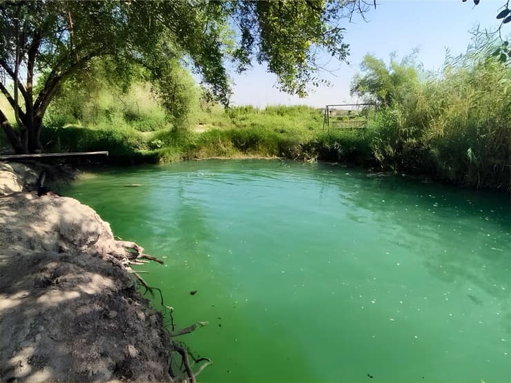 עין ירמוך. עצים וצמחיית קנים