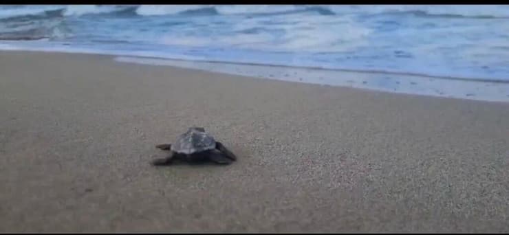 אבוקעי מתקרב אל הים