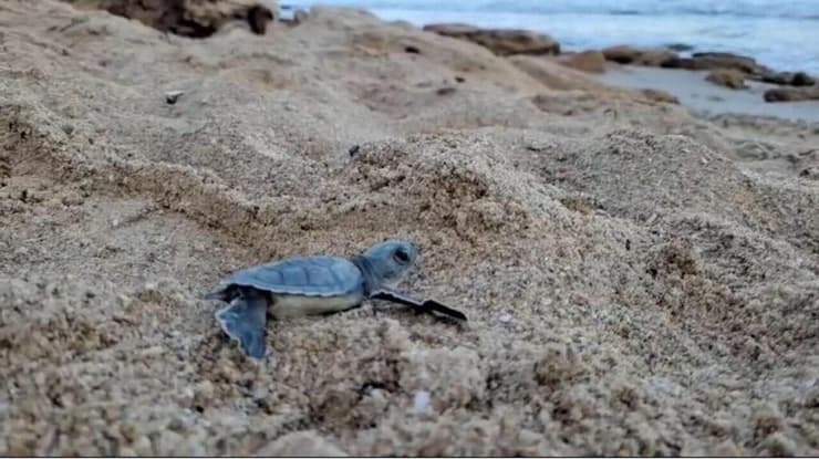 אבוקעי שבקע מהקן