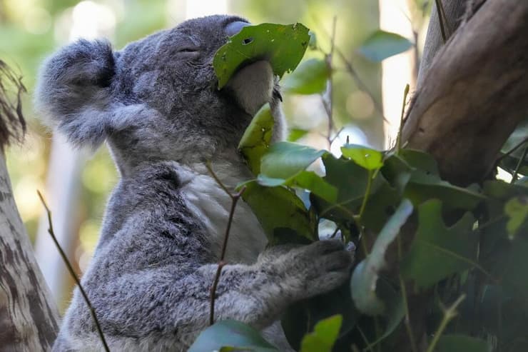 קואלה ניזונה מעלי עץ (צילום: Mark Baker, AP) קואלה ניזונה מעלי עץ