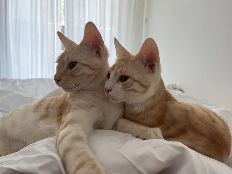 ג'ינג'ר והאני