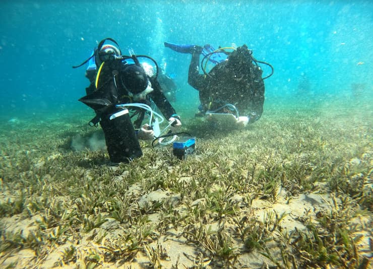 תא מטבולי בתנאים של חושך מעל עשב הים