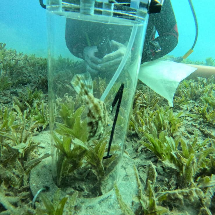 תא מטבולי בתנאים של אור מעל עשב הים