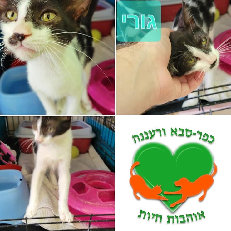 גורי