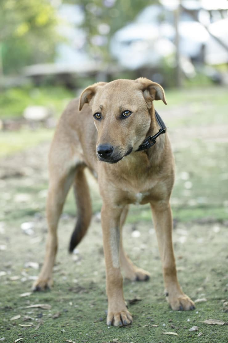 תום תום (צילום: עמותת ע.ט.ל.ף) תום תום