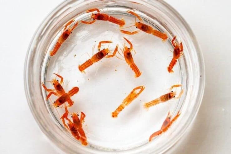 הלובסטרים הכתומים