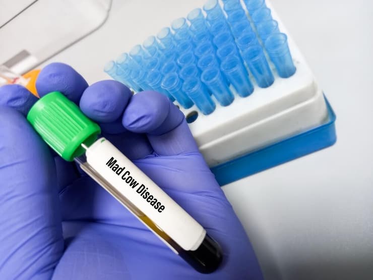 הפרה המשוגעת בדיקת דם