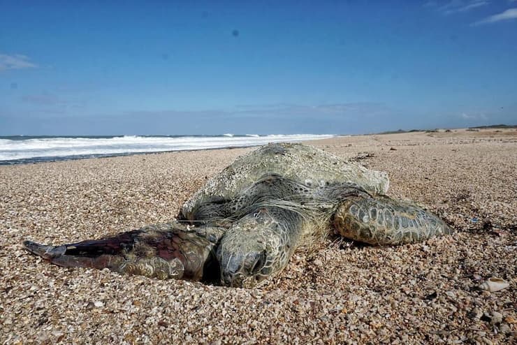 גופת צב ים (צילום: בר שטרנבך, החברה להגנת הטבע) גופת צב ים