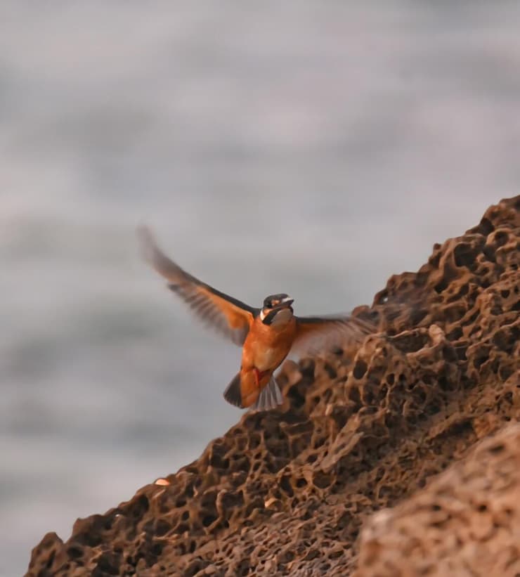 שלדג גמדי (צילום: שלומי יצחקי, רשות הטבע והגנים ) שלדג גמדי