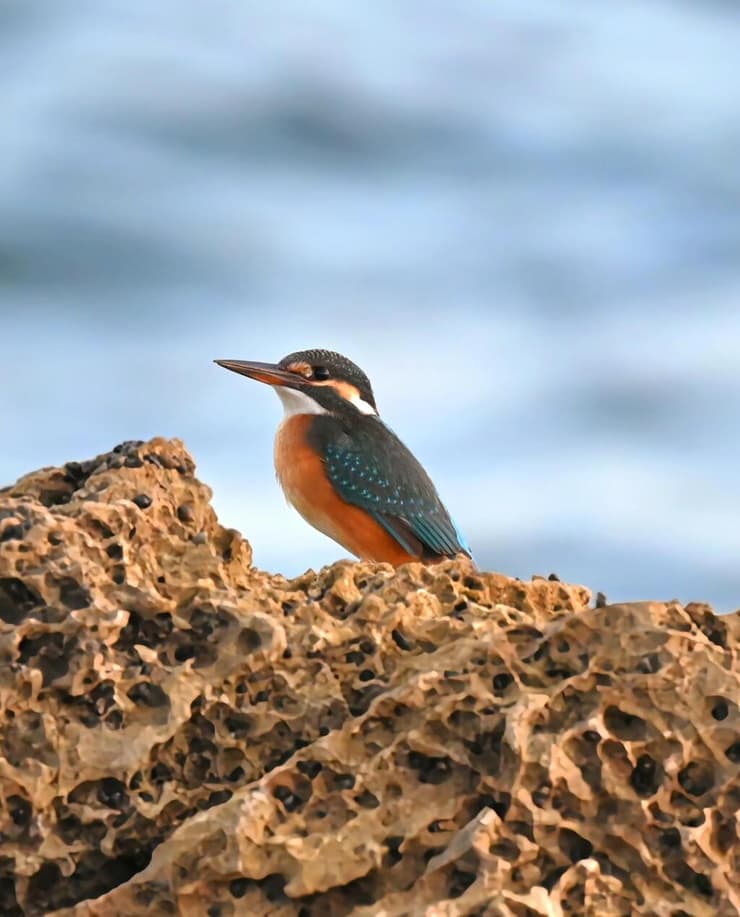 שלדג גמדי ליד הים (צילום: שלומי יצחקי, רשות הטבע והגנים ) שלדג גמדי ליד הים