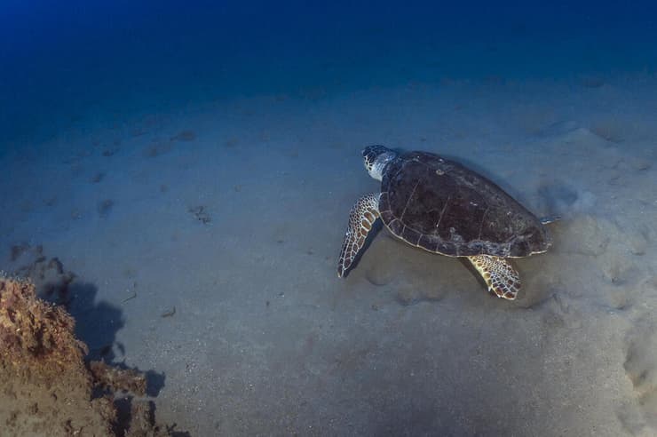 צב ים חום (צילום: שבי רוטמן, החברה להגנת הטבע) צב ים חום