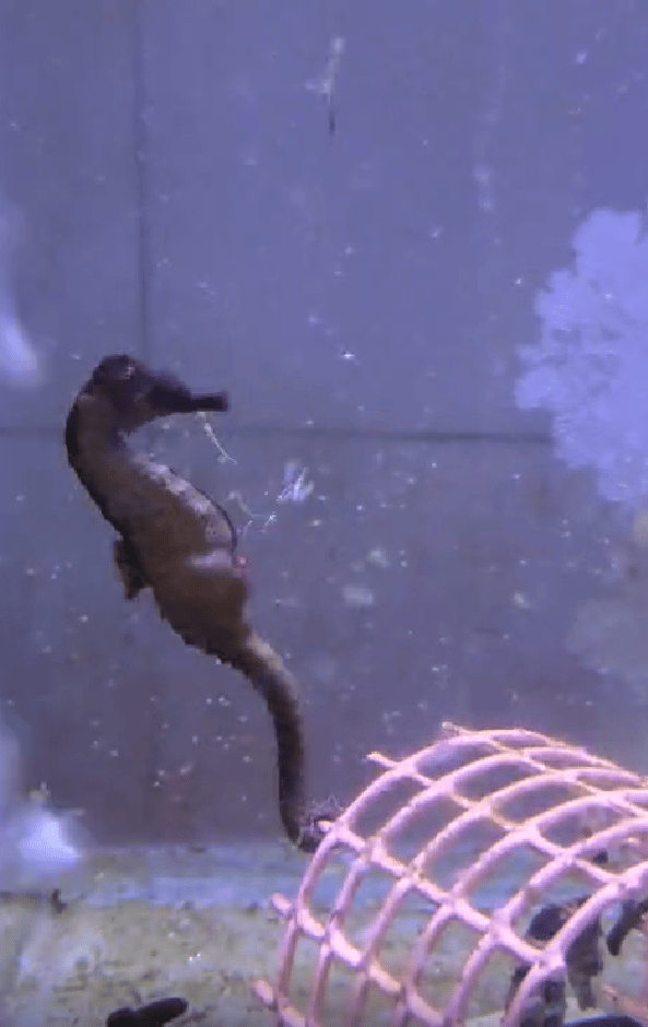 סוסון ים משריץ (צילום: מיקה דורון, המכון לחקלאות ימית מבואות ים) סוסון ים משריץ