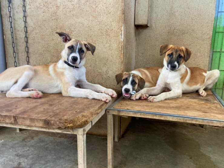 פיבי, מוניקה ורייצ'ל