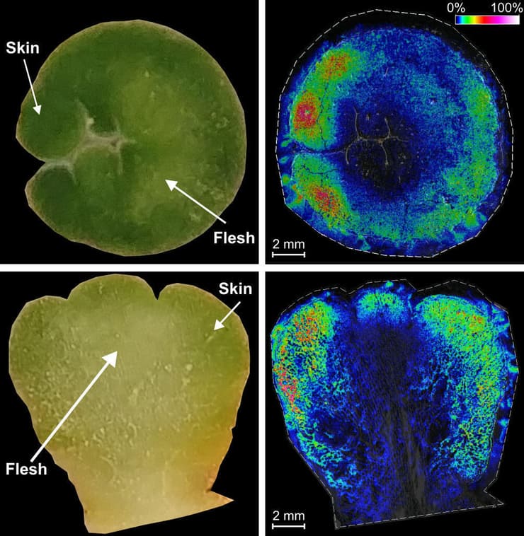 חתך רוחבי (שורה עליונה) וחתך אנכי (שורה תחתונה) של כיפת קקטוס פיוטה חושפים ריכוז גבוה של מסקלין (כתום וצהוב בעמודה מימין) בשכבות החיצוניות (צילום: מסע הקסם המדעי, מכון ויצמן למדע) חתך רוחבי (שורה עליונה) וחתך אנכי (שורה תחתונה) של כיפת קקטוס פיוטה חושפים ריכוז גבוה של מסקלין (כתום וצהוב בעמודה מימין) בשכבות החיצוניות