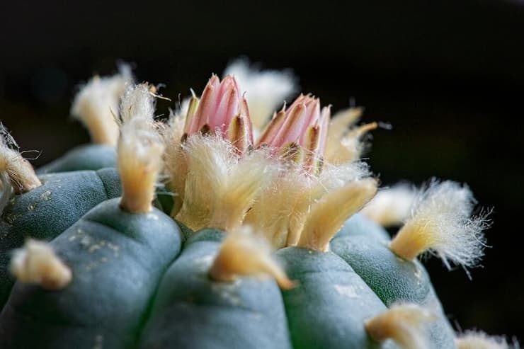 פיוטה (צילום: shutterstock) פיוטה