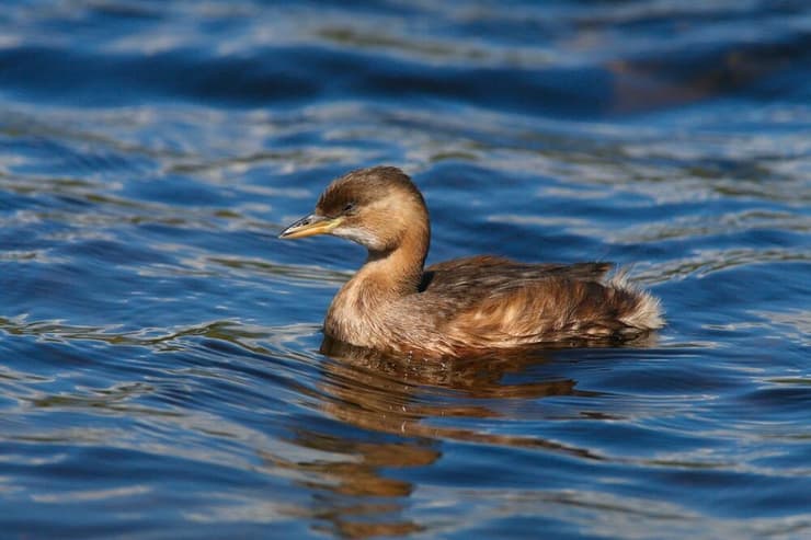 יותר מ-15 אלף פרנק לכל זוכה. אגם ת'ון (צילום: shutterstock) שווייץ אגם תון ת'ון תחמושת על ה קרקעית