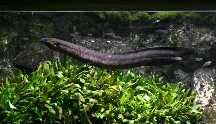 דג ריאות דרום אמריקאי (Lepidosiren paradoxa)