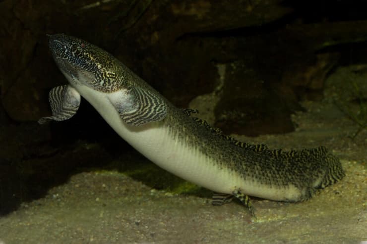 דג ריאות אפריקני (Protopterus annectens)