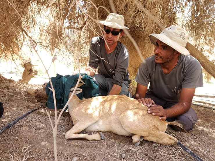 היעלה במהלך הטיפול