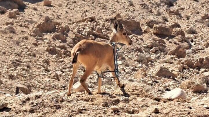 היעלה עם מתקן הברזל עליה