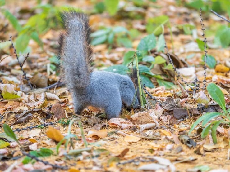 סנאי מחביא מזון (צילום: shutterstock) סנאי מחביא מזון