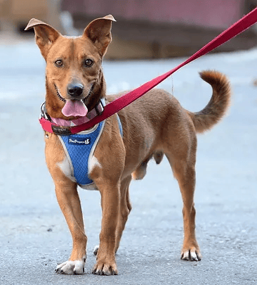 אביחי (צילום: צער בעלי חיים רמת גן והסביבה) אביחי