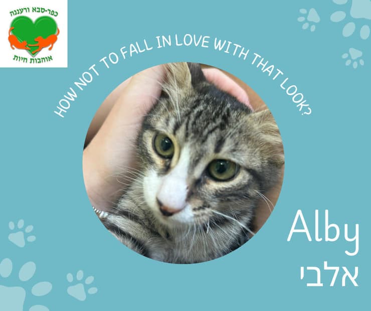 אלבי (צילום: כפר סבא ורעננה אוהבות חיות) אלבי