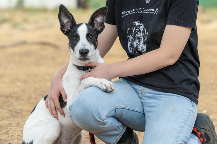 דמבו (צילום: רבקה מזרחי) דמבו