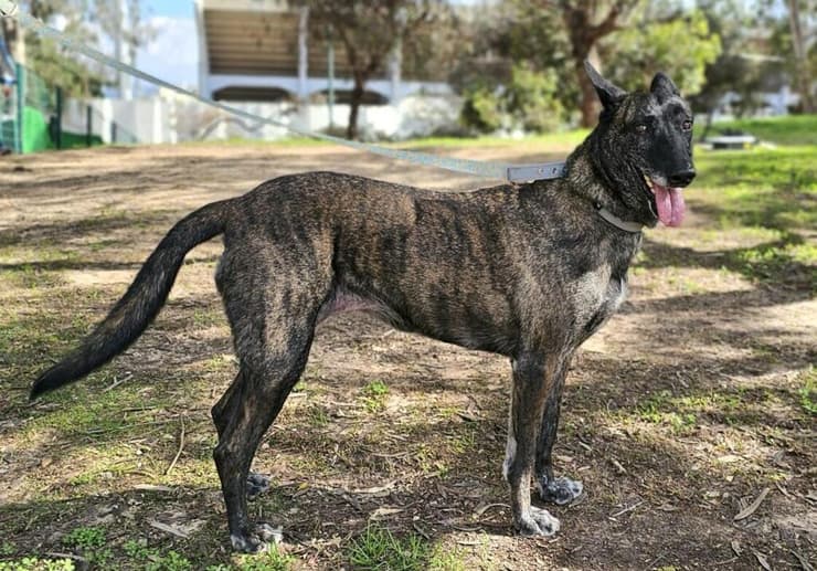 ג'וי (צילום: עמותת ע.ט.ל.ף) ג'וי