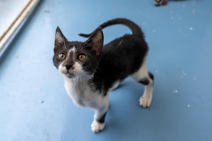 נוסיק (צילום: רבקה מזרחי) נוסיק