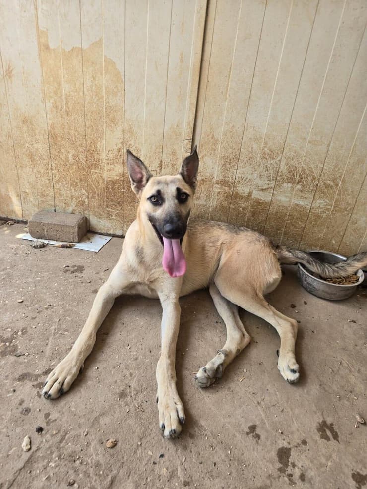 בוב (צילום: תחנת הסגר של המועצה האיזורית גלבוע) בוב