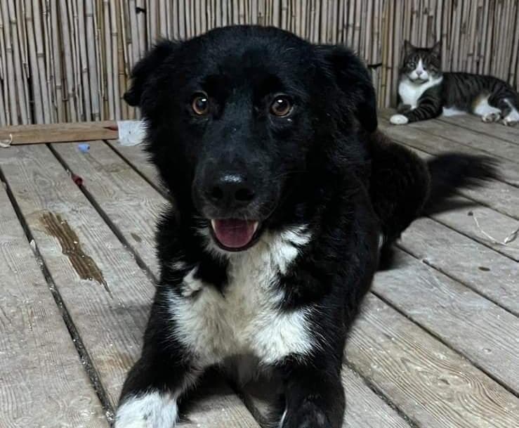 ג'ודי (צילום: עמותת חבר למען הכלבים) ג'ודי