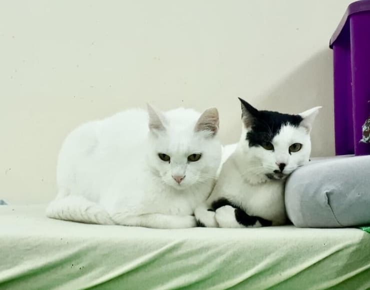 לולה וארומה (צילום: כפר סבא ורעננה אוהבות חיות) לולה וארומה