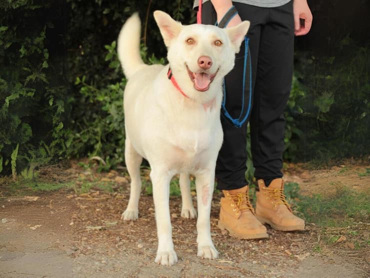 דוני (צילום: עמותת כלבלאב) דוני
