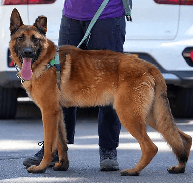 ריו (צילום: צער בעלי חיים רמת גן והסביבה) ריו