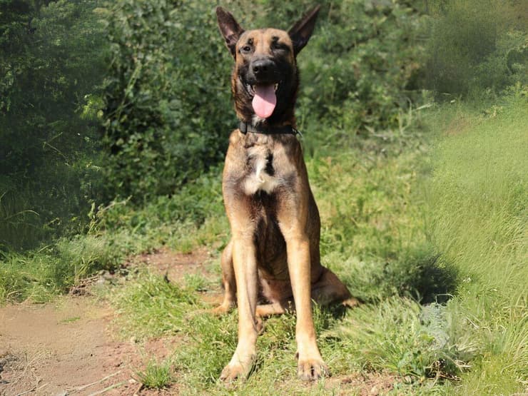 תרצה (צילום: עמותת כלבלאב) תרצה