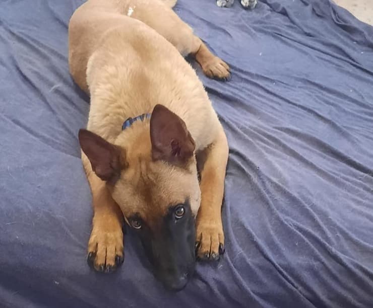 עומרי (צילום: עמותת חבר למען הכלבים) עומרי