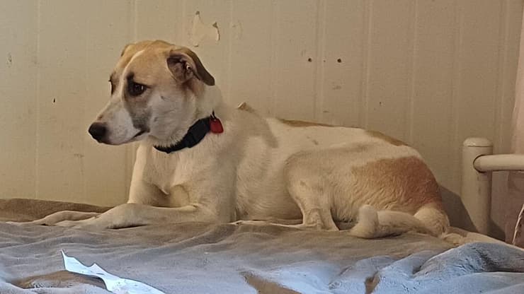 ג'סי (צילום: עמותת ע.ט.ל.ף) ג'סי