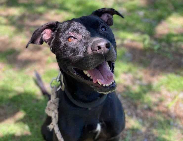 ג'ימי (צילום: הרצליה ונתניה אוהבות חיות) ג'ימי