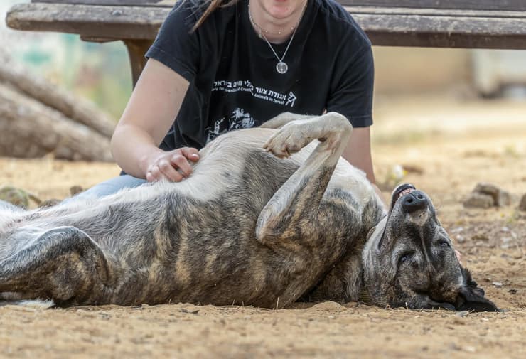 לוס (צילום: רבקה מזרחי) לוס