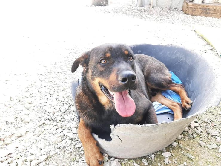 צ'יף (צילום: תחנת הסגר של המועצה האיזורית גלבוע) צ'יף