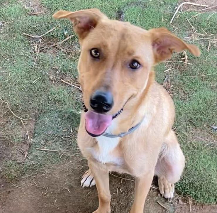 נטשה (צילום: עמותת חבר למען הכלבים) נטשה