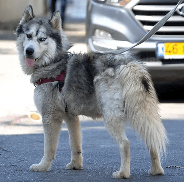 יעקב (צילום: צער בעלי חיים רמת גן והסביבה) יעקב