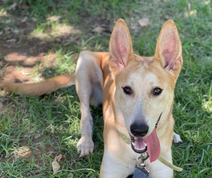 ג'ולי (צילום: הרצליה ונתניה אוהבות חיות) ג'ולי
