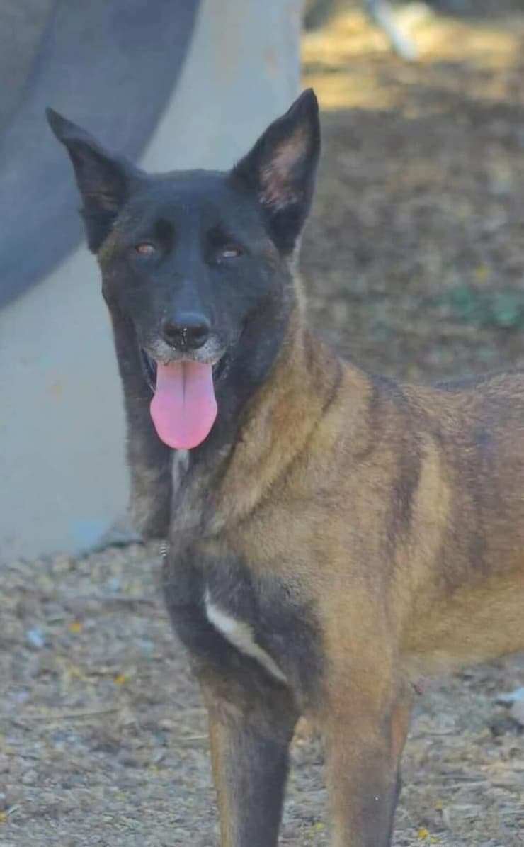 ליה (צילום: תחנת הסגר של המועצה האיזורית גלבוע) ליה